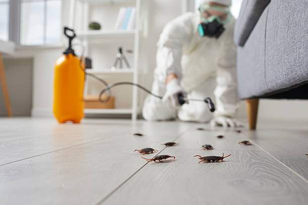 Commercial Kitchen Cockroach Control in Hampton Beach